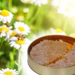 honey leaves karakovan petek bal 1000 gram balı hizan balı