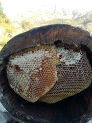 Şemdinli Orman Balı